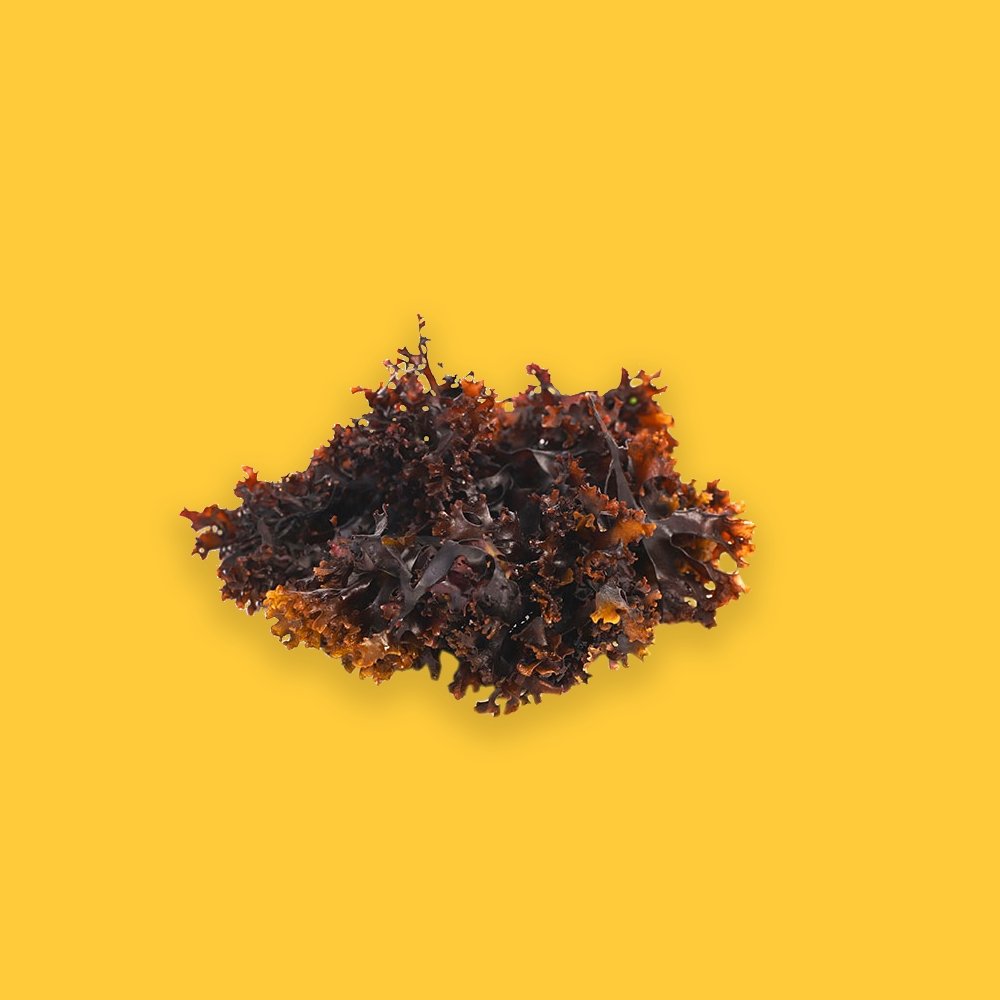 Dried Sea Moss (Chondrus Cripsus) - Two Niles Co